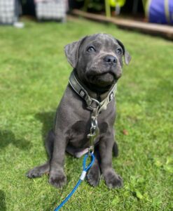 WYATT / MALE